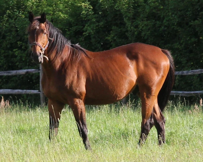 De hengst Seaborg De Suzan van Stal Viktory.
