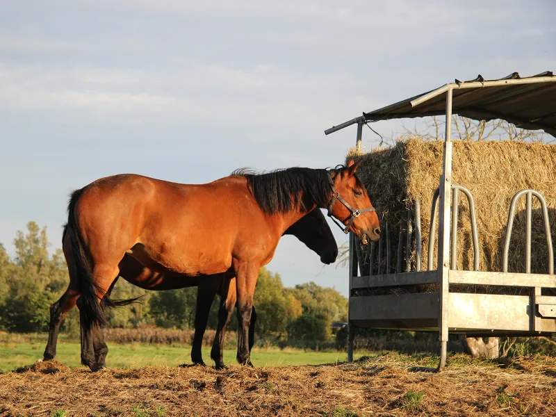 Paarden van Stal Viktory die hooi aan het eten zijn in de wei.