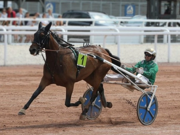 Ti Amo Viktory is een paard van Stal Viktory.
