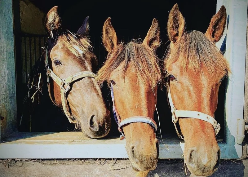Veulens in de stal bij Stal Viktory, fokkerij en sportstal gespecialiseerd in het fokken en opleiden van paarden voor draf en jumping.